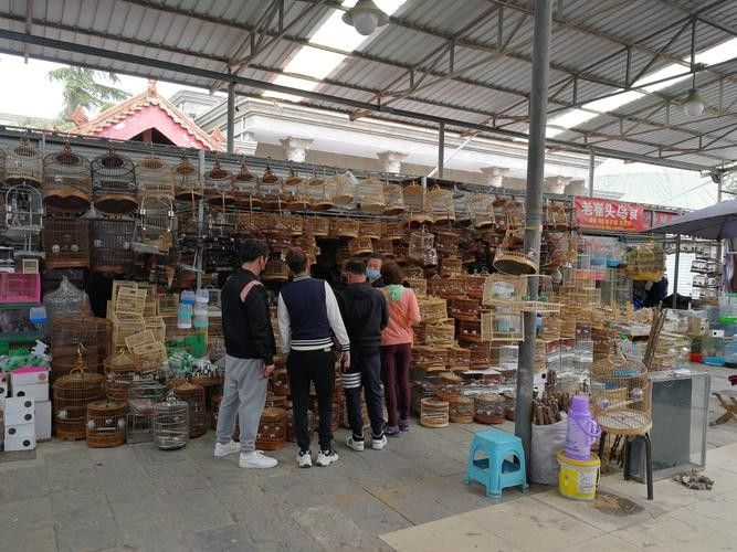 哪里可以買到最貴的金龍魚（北京大型賣觀賞魚市場哪家店的金龍魚最貴如何挑選）