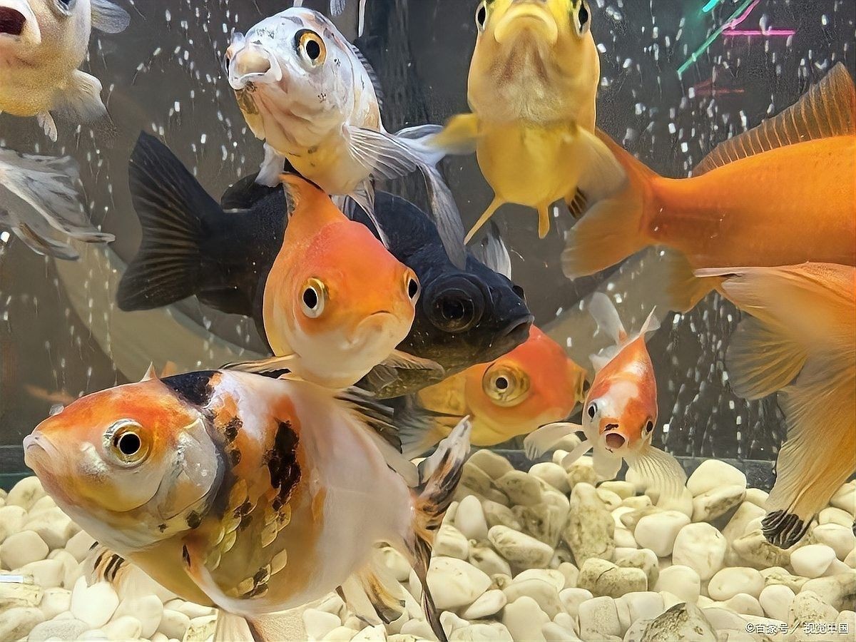 虎魚和龍魚多久喂一次食（虎魚和龍魚的喂養(yǎng)方法）