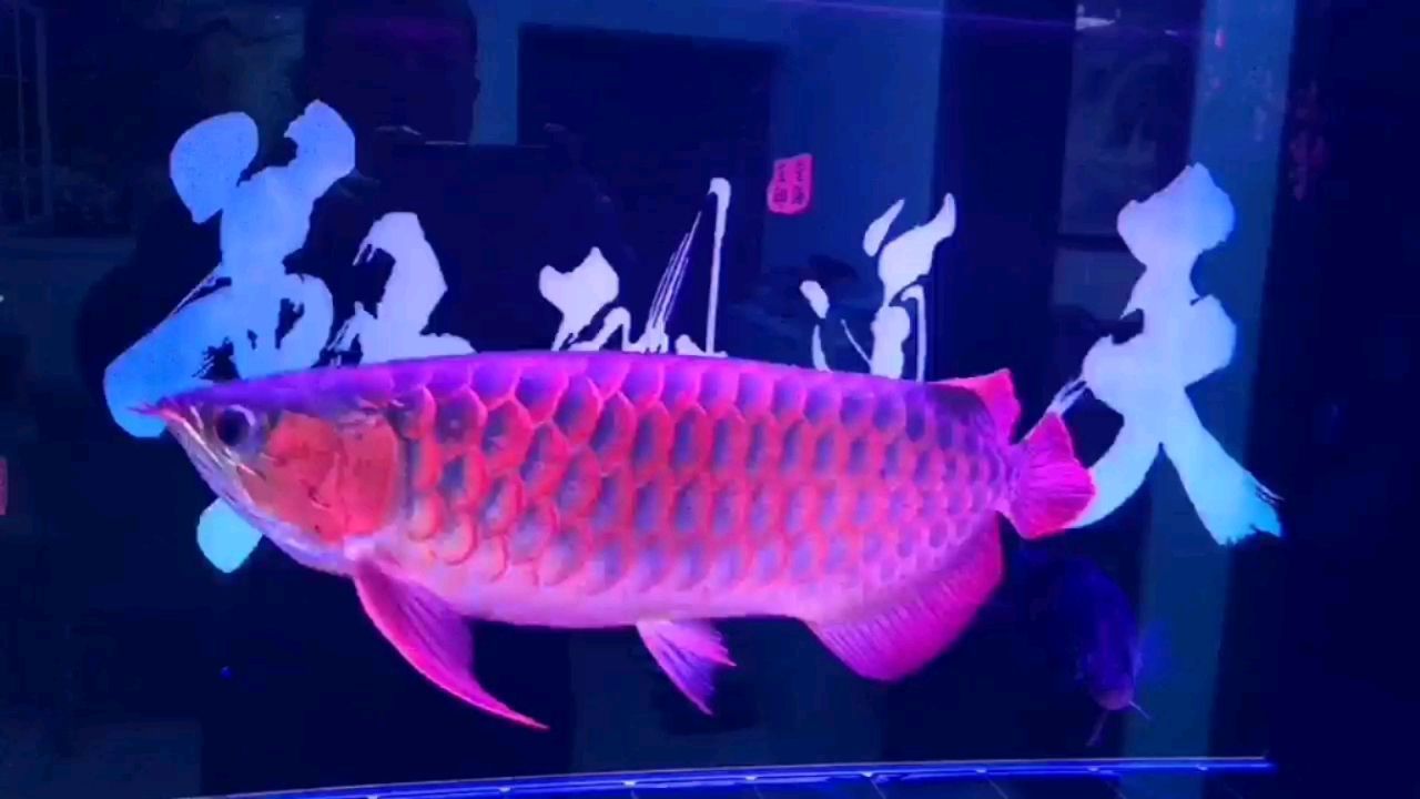 銀龍魚拉黃線屎怎么辦 銀龍魚拉屎拉出一條黃線（銀龍魚拉屎怎么辦）
