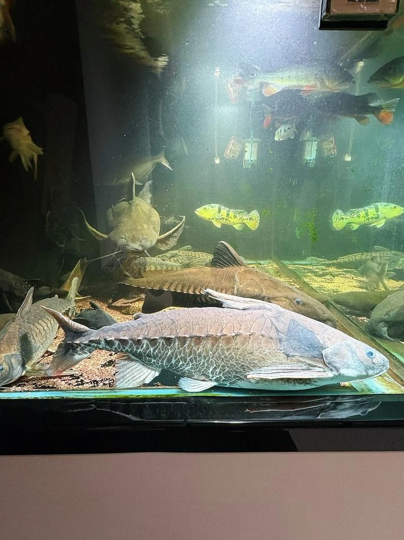 鐵甲武士魚品種圖片 觀賞魚百科 第2張 鐵甲武士魚品種圖片 鐵甲武士魚品種圖片 觀賞魚百科 第2張