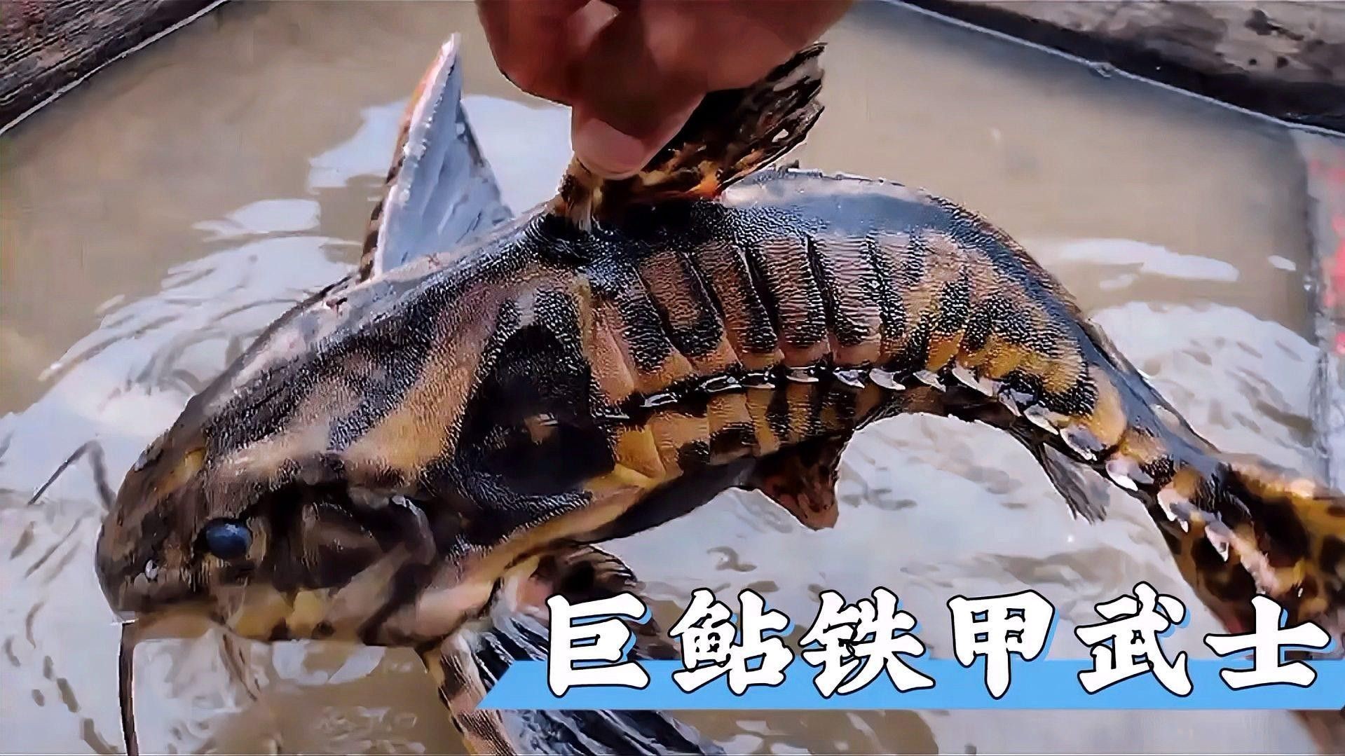 鐵甲武士魚品種圖片 鐵甲武士魚品種圖片 觀賞魚百科 第8張