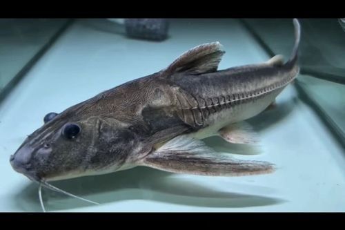 鐵甲武士魚品種圖片 觀賞魚百科 第4張 鐵甲武士魚品種圖片 鐵甲武士魚品種圖片 觀賞魚百科 第4張