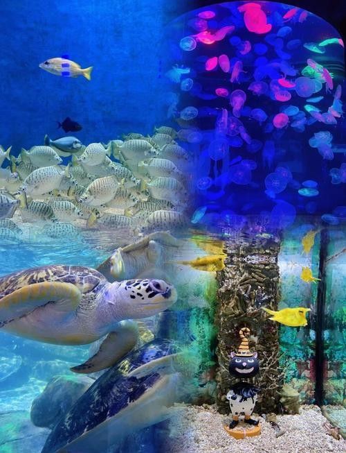 包河哪個水族館龍魚好？祥龍魚場龍魚