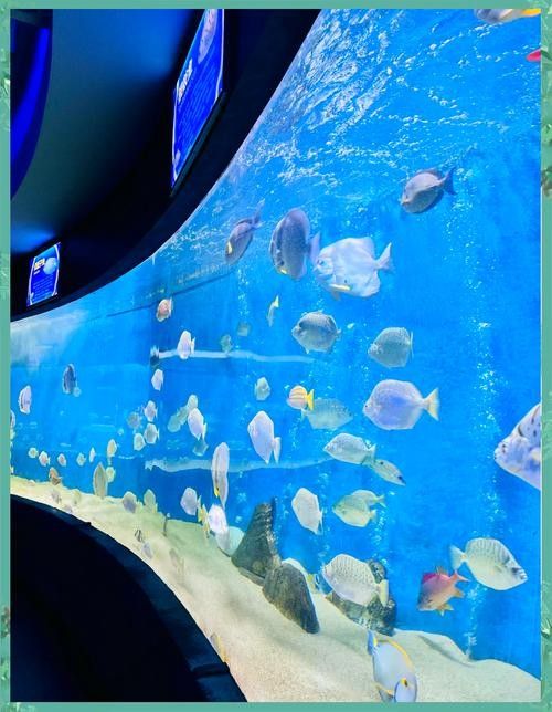 <strong><mark>包河</mark></strong>哪個水族館龍魚好？祥龍魚場龍魚