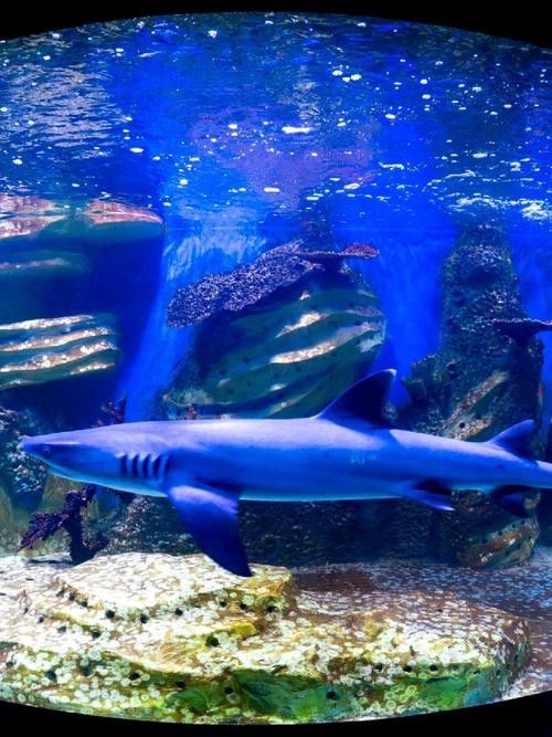 包河哪個水族館龍魚好？祥龍魚場龍魚