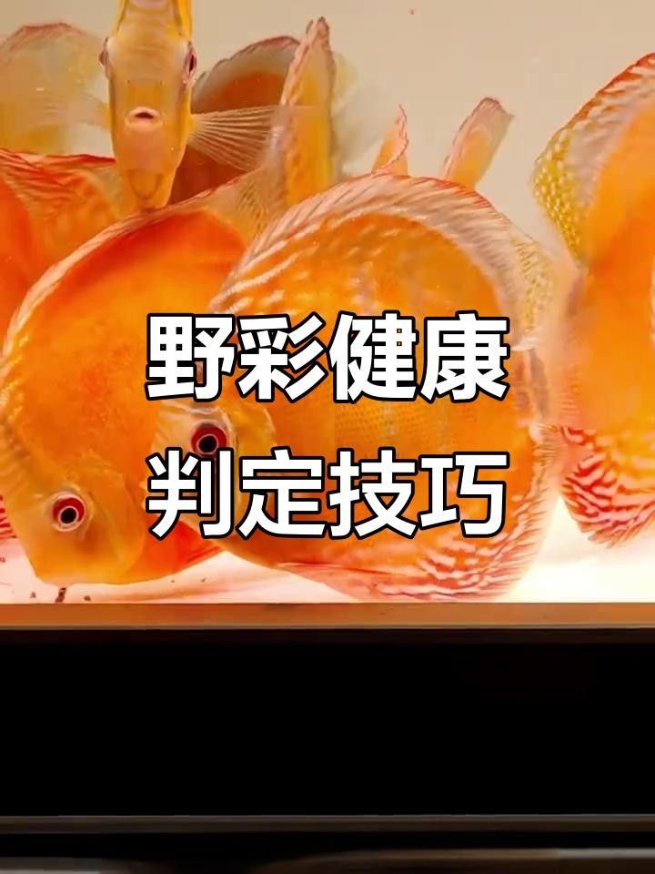 野彩魚十大常見疾病