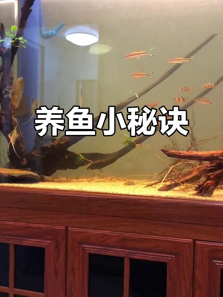 野彩魚十大常見疾病