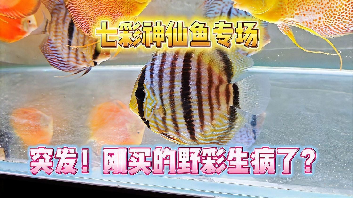 野彩魚十大常見疾病