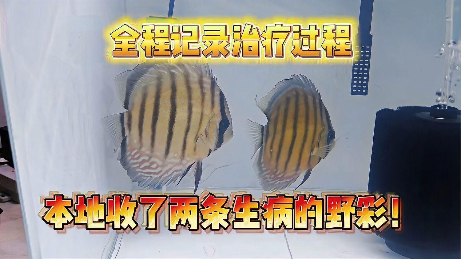 野彩魚十大常見疾病