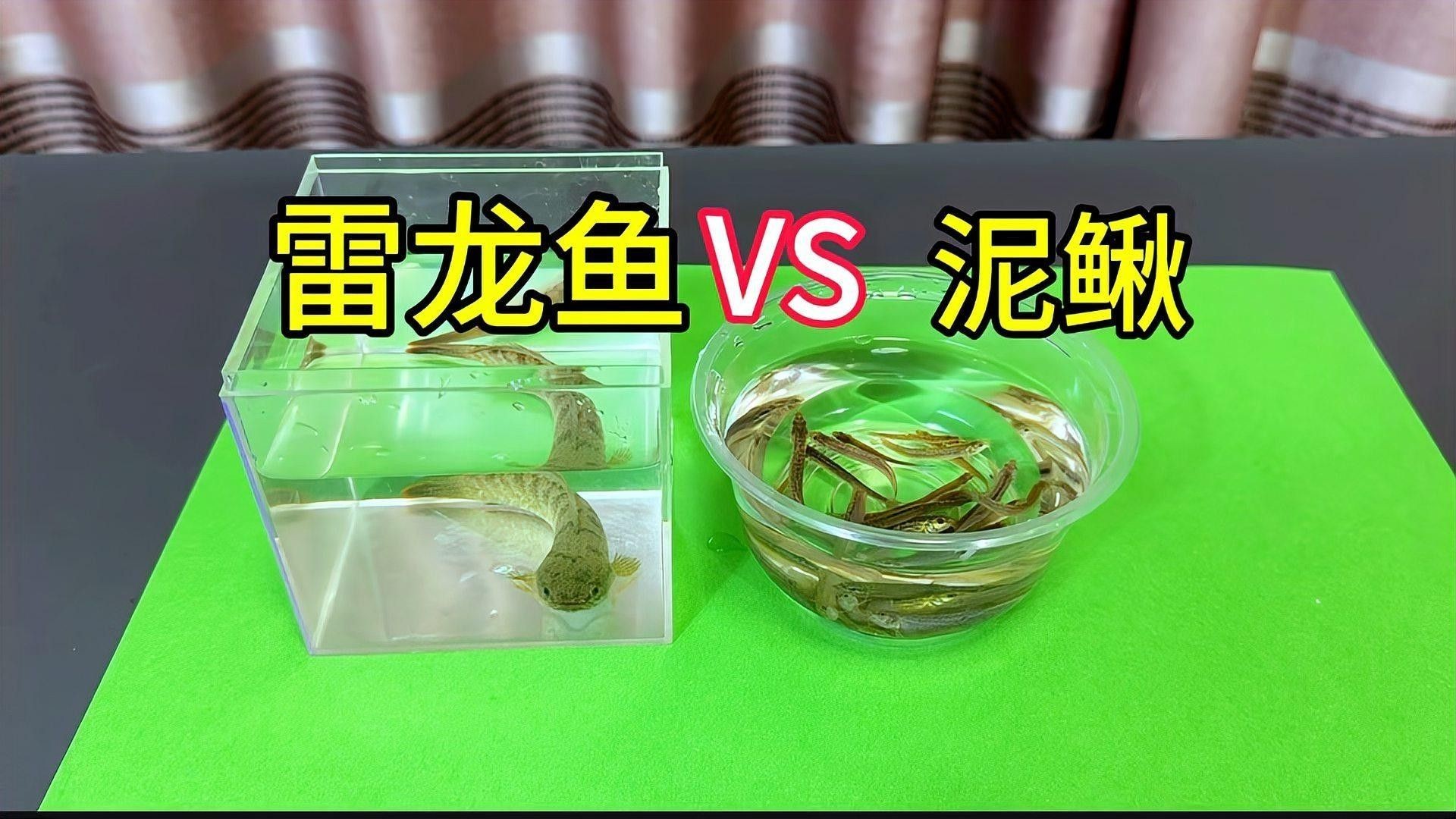 如何減少雷龍魚鉆沙子的行為