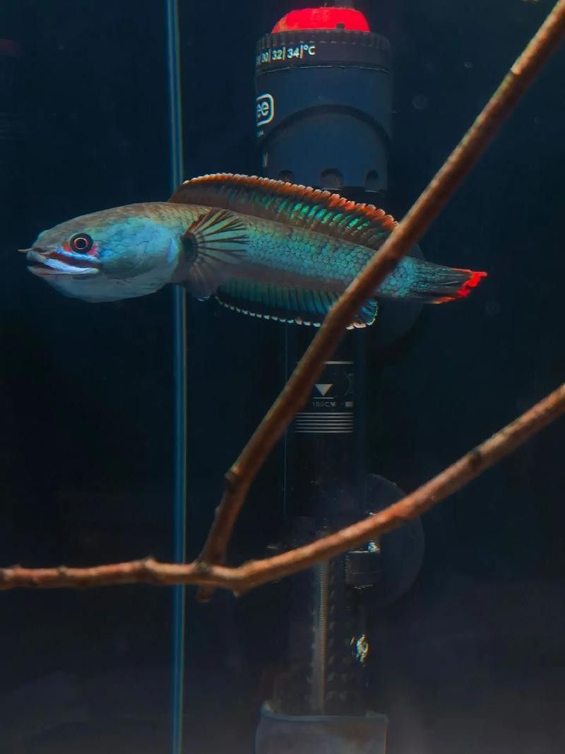如何減少雷龍魚鉆沙子的行為