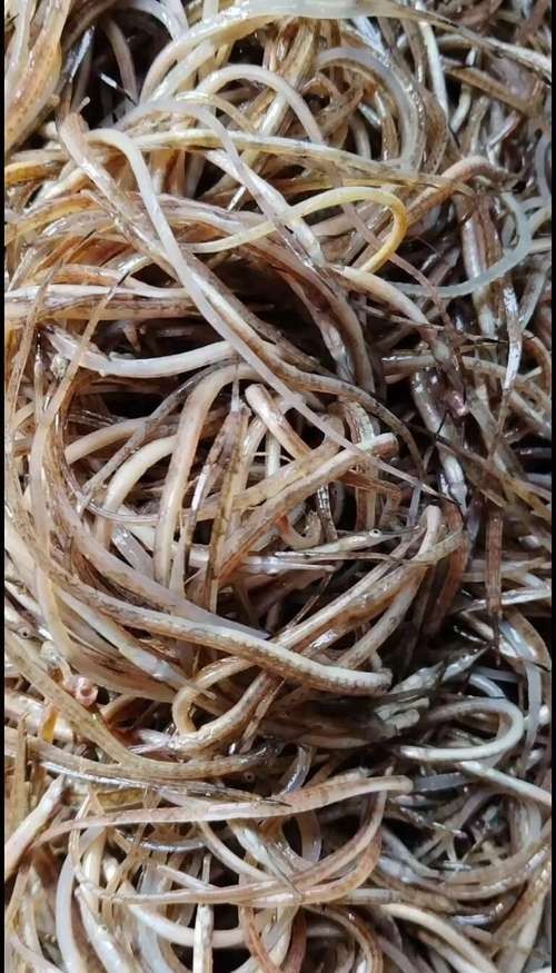 昆明明都海鮮有龍魚嗎（云南華潮水產(chǎn)批發(fā)市場明都海鮮市場是否在該市場有售）