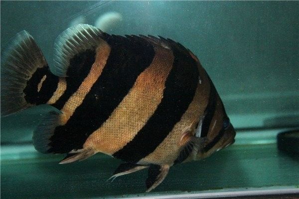 虎魚和金龍魚混養需要多大的魚缸（虎魚和金龍魚混養需要注意什么？）