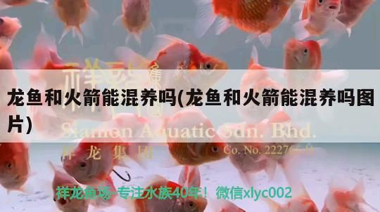 龍魚和火箭能混養嗎(龍魚和火箭能混養嗎圖片)