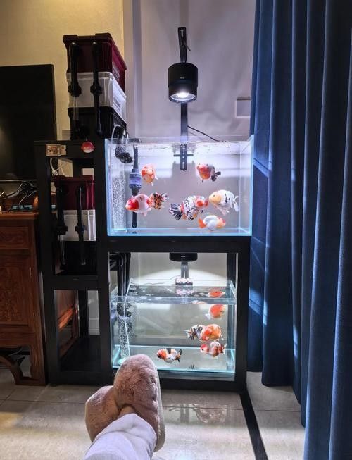 如何判斷金龍魚魚缸燈是否適合（養龍魚不知道怎么選燈）