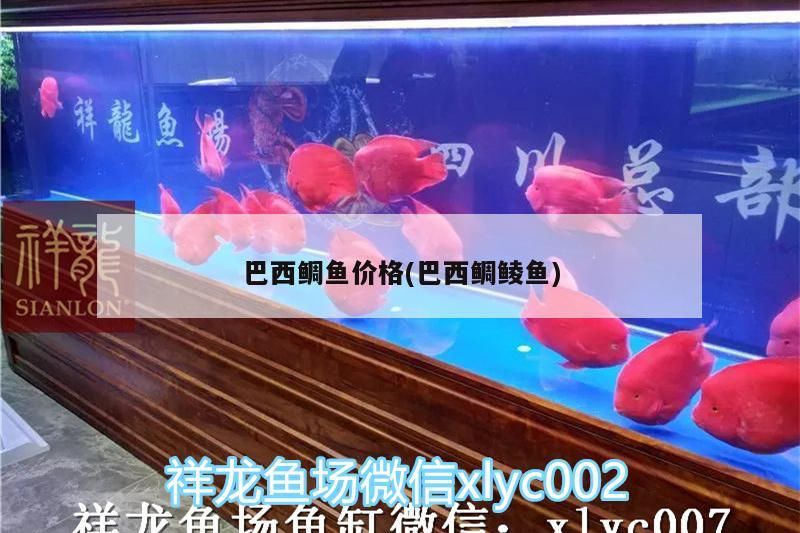 巴西鯛魚價格(巴西鯛鯪魚)（巴西鯛魚和龍利魚價格一般在30元一斤左右，鯛魚和龍利魚區別）