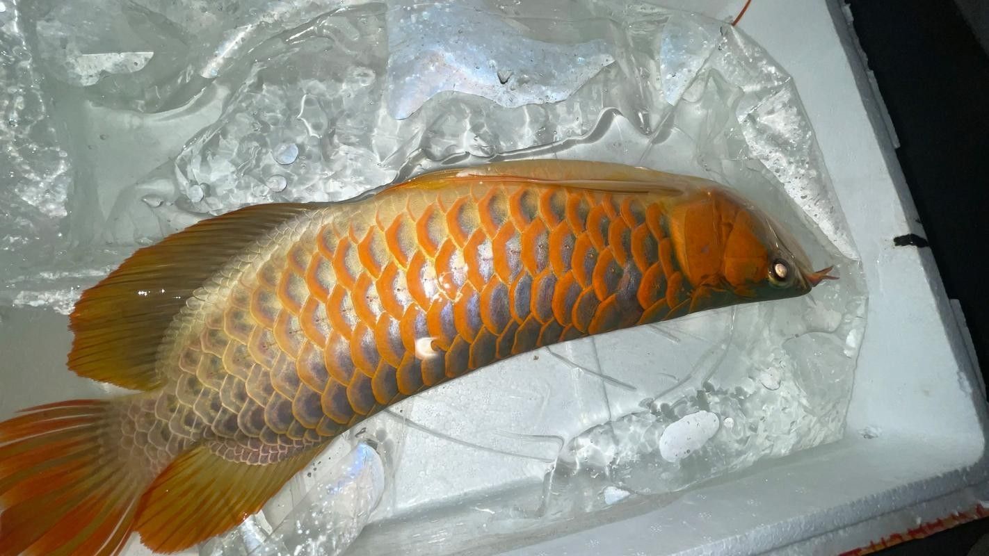 介紹一下龍魚的主要產地