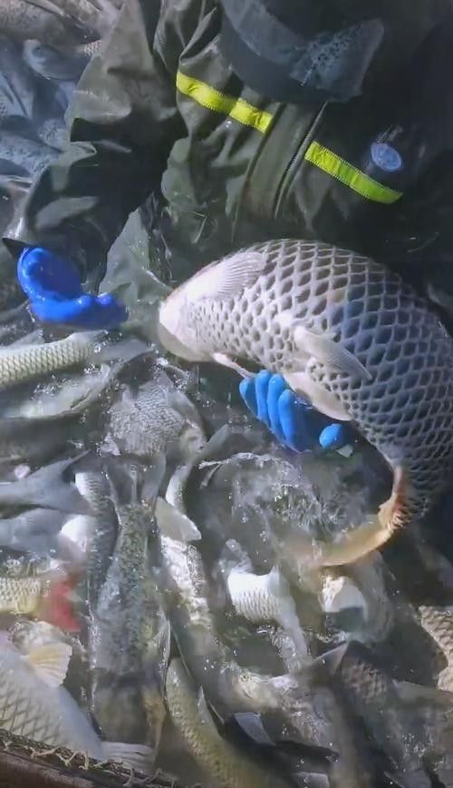 介紹一下龍魚的主要產地