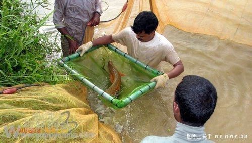 介紹一下龍魚的主要產地