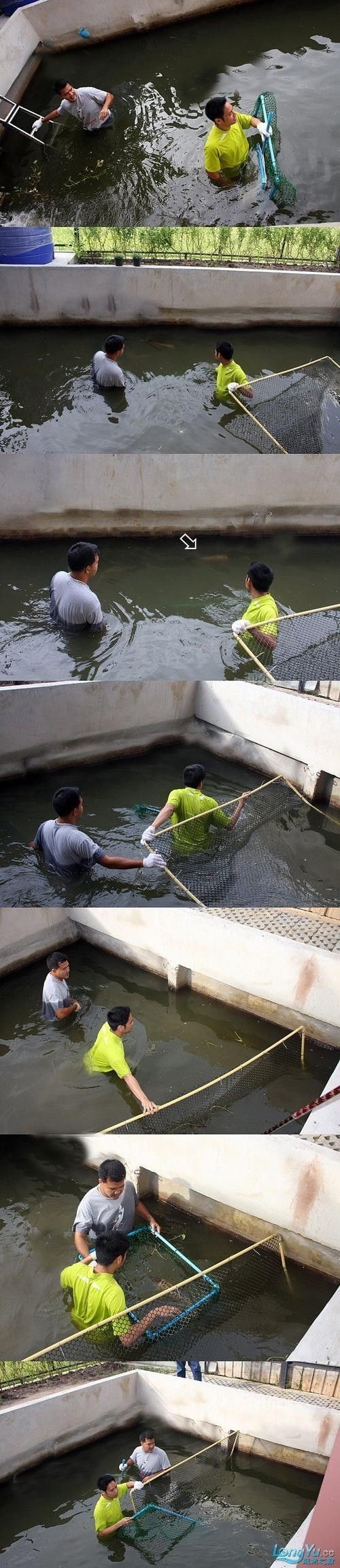 介紹一下龍魚的主要產地