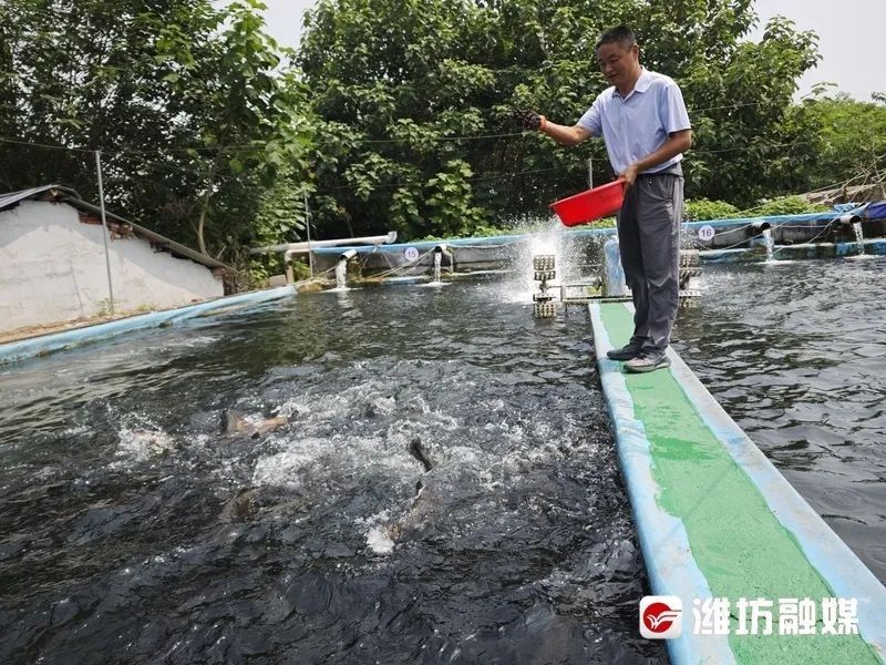臨朐彌河內魚種類（臨朐彌河內的魚類種類多樣）