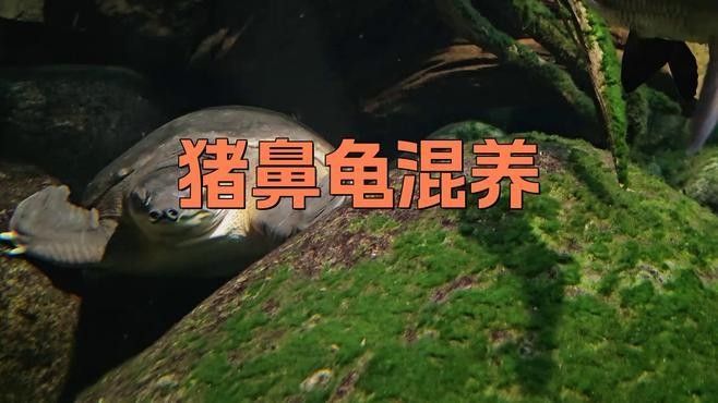 飛鳳魚和豬鼻龜混養需要多久適應？（飛鳳魚和豬鼻龜混養的適應時間取決于多種因素）