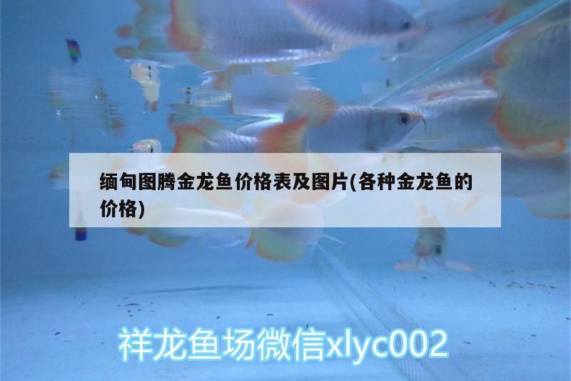 緬甸圖騰金龍魚價(jià)格表及圖片(各種金龍魚的價(jià)格)