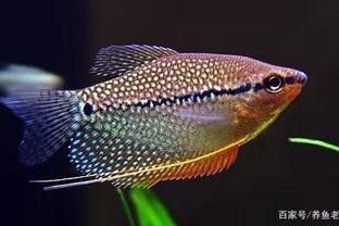 藍曼龍魚好養嗎（藍曼龍魚怎么養）