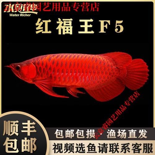 紅福王龍魚與普通紅龍魚有何區別（福王龍魚與普通紅龍魚在外觀、體型和飼養條件上存在差異）