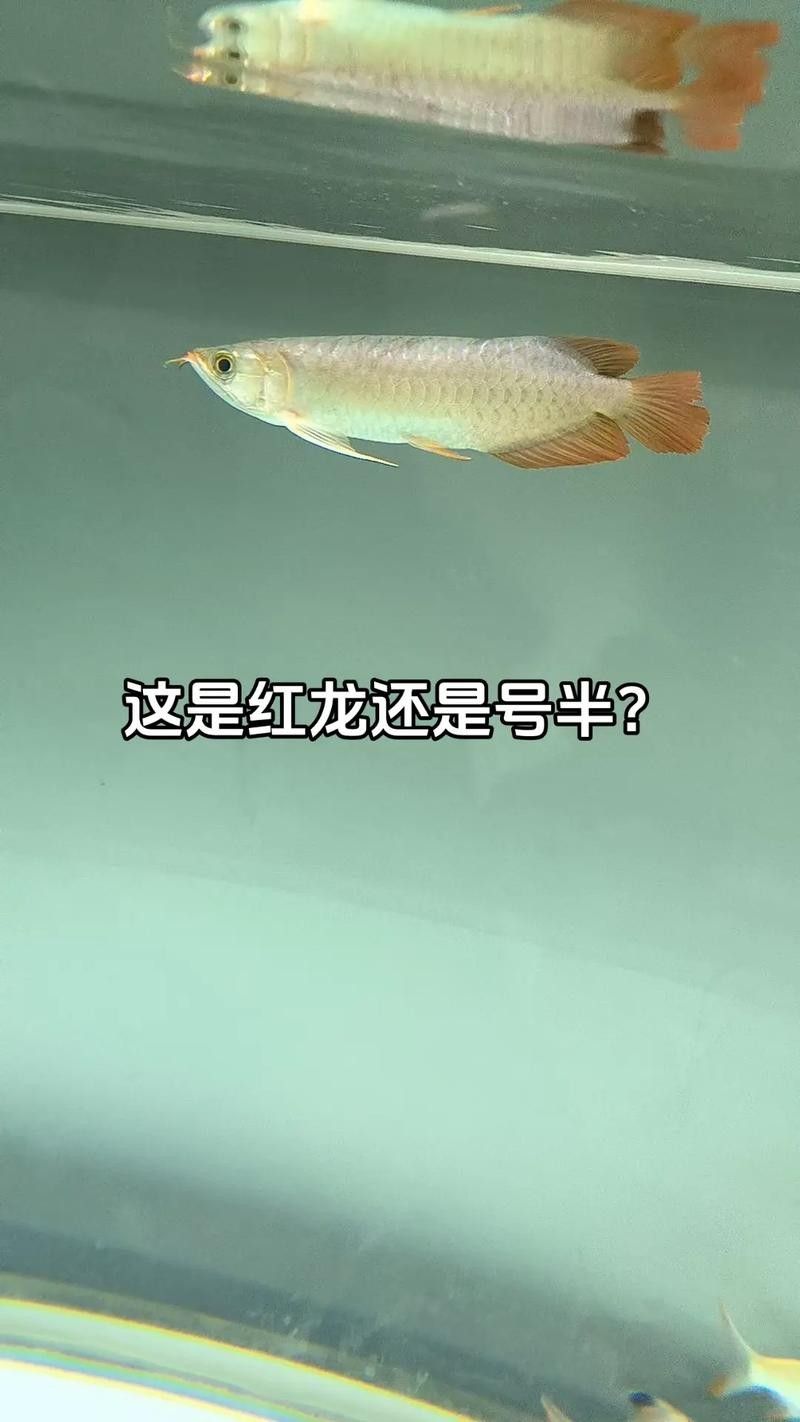 如何區(qū)分大湖紅龍和印尼紅龍（大湖紅龍與印尼紅龍的區(qū)別）
