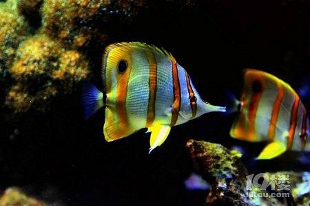 杭州哪個市場賣龍魚