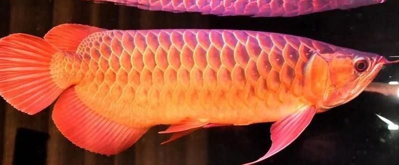 紅龍魚的價格會隨時間波動嗎？（紅龍魚價格波動的幾個因素）