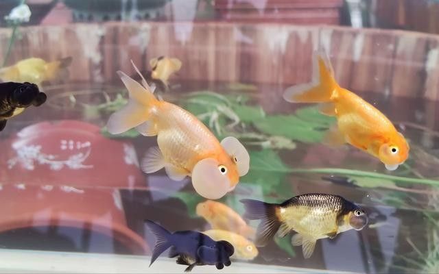 哪里可以購買到50厘米的金龍魚（如何購買50厘米的金龍魚）