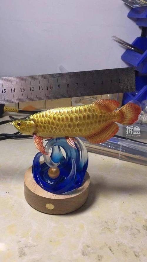 哪里可以購買到50厘米的金龍魚（如何購買50厘米的金龍魚）