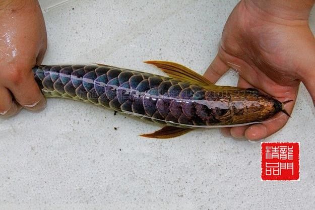 藍鉆金龍魚的價格是多少（藍鉆金龍魚價格表）