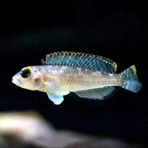 藍鉆金龍魚的價格是多少（藍鉆金龍魚價格表）