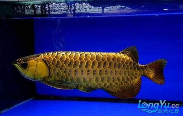 藍鉆金龍魚的價格是多少（藍鉆金龍魚價格表）