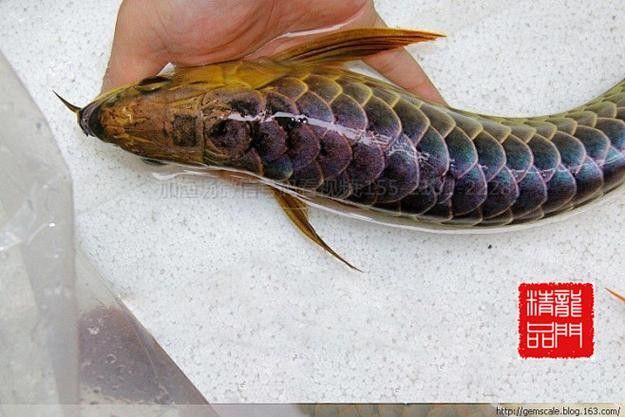 藍鉆金龍魚的價格是多少（藍鉆金龍魚價格表）