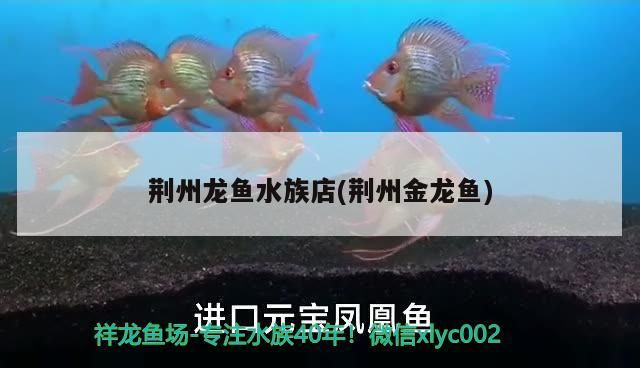 荊州龍魚水族店(荊州金龍魚)（湖北荊州龍魚水族店）