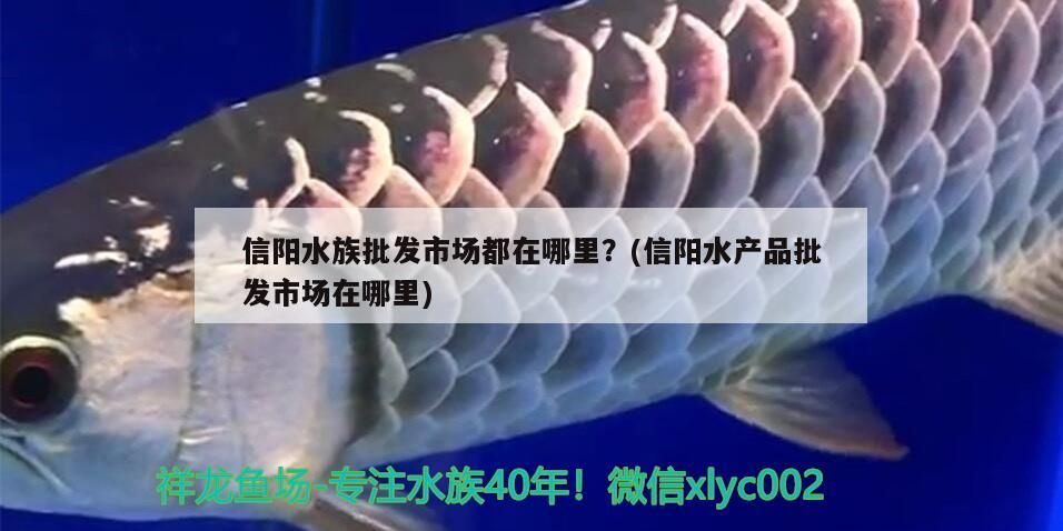 信陽水族批發市場都在哪里？(信陽水產品批發市場在哪里)（信陽水產品批發市場在哪里？）