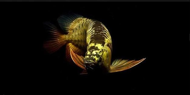 金龍魚黑化品種有哪些特點？（墨龍睛金龍魚身上和尾稍發黑是怎么了）