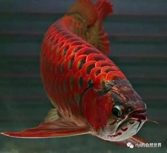 金龍魚黑化品種有哪些特點？（墨龍睛金龍魚身上和尾稍發黑是怎么了）