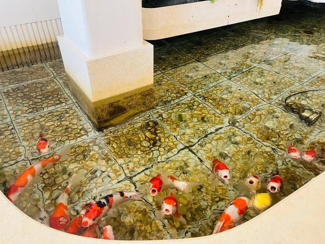 崗巴哪個水族館龍魚好？祥龍魚場龍魚（天津龍魚祥龍魚場聊城分店|聊城龍魚繁殖漁場）