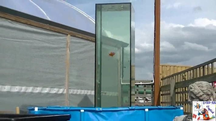 龍魚和七彩神仙魚可以混養嗎（龍魚和七彩神仙魚可以混養嗎視頻）（龍魚和七彩神仙魚可以混養嗎）