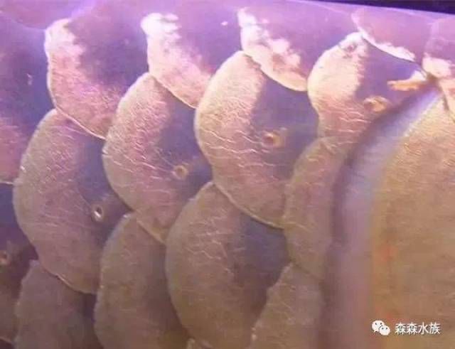 龍魚鱗片發紅（龍魚鱗片發紅怎么辦） 龍魚鱗片發紅（龍魚鱗片發紅怎么辦） 觀賞魚百科 第3張