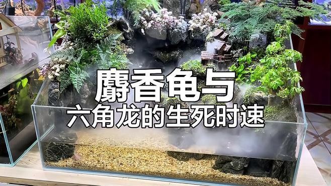 有哪些生物會攻擊六角龍魚？（六角龍魚可能會攻擊六角龍魚的生物及實驗結果與討論）
