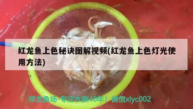 出極品湯丸皇冠母（出極品湯丸皇冠母湯丸，純血大點(diǎn)湯丸母魚，）