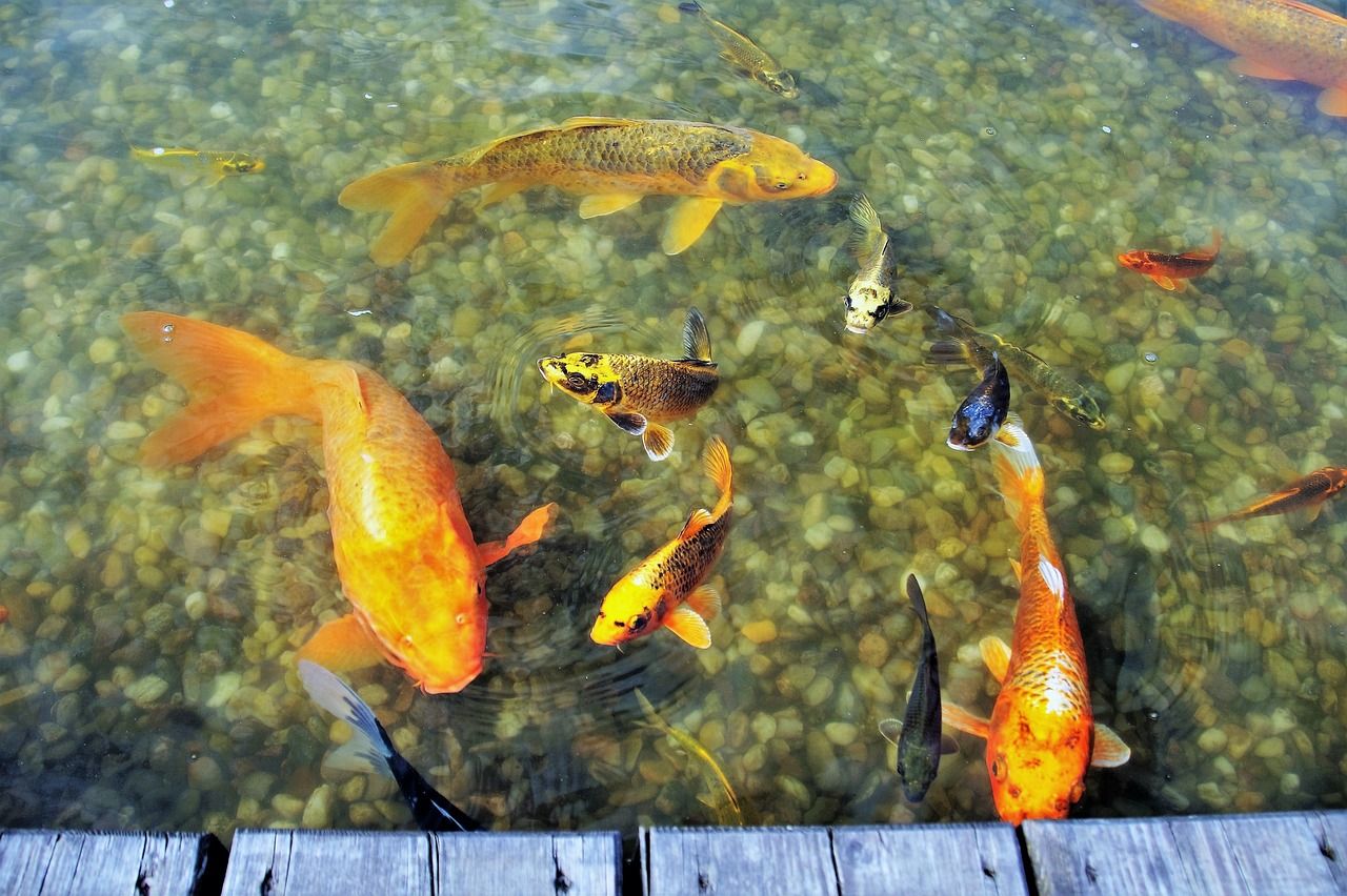 斑馬魚和曼龍魚混養好嗎（斑馬魚和曼龍魚混養好嗎視頻）