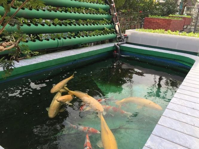 白條過背金龍魚（養(yǎng)殖白條過背金龍魚需要注意什么）