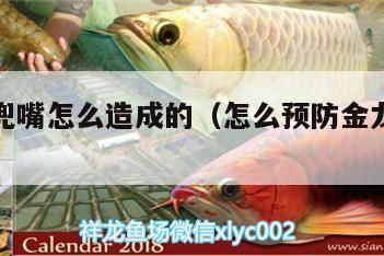 金龍魚兜嘴怎么造成的（怎么預(yù)防金龍魚兜嘴）（金龍魚兜嘴怎么造成）